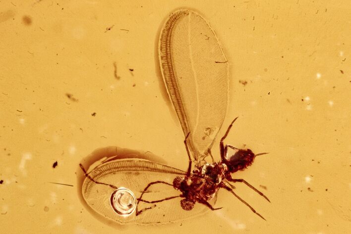 Fossil Scale Insect (Coccoidea) w/ Spread Wings in Baltic Amber #278820